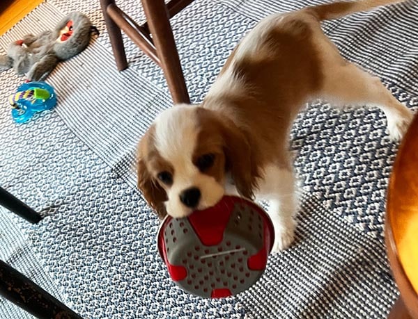 King Charles Cavalier blenheim puppy