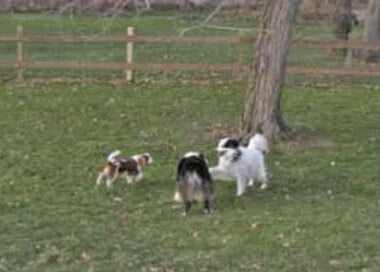 3 dogs playing