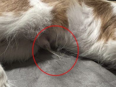 should you cut your dogs paw hair