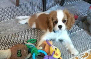 puppy with toys