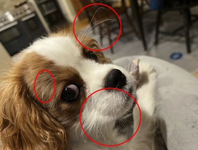 dog whiskers