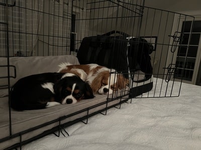 2 dogs sleeping in a crate