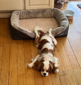 Cavalier dog half sleeping on dog bed