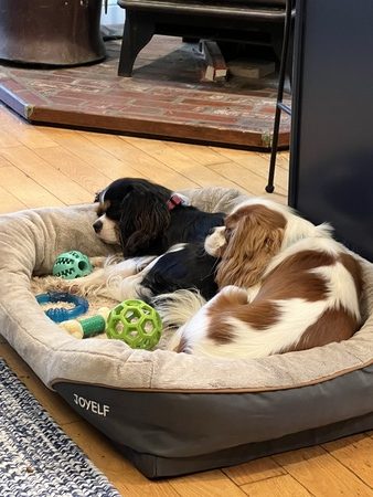 2 cavalier puppies sleeping on 1 dog bed