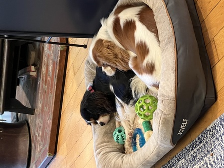 2 cavalier puppies sleeping on 1 dog bed
