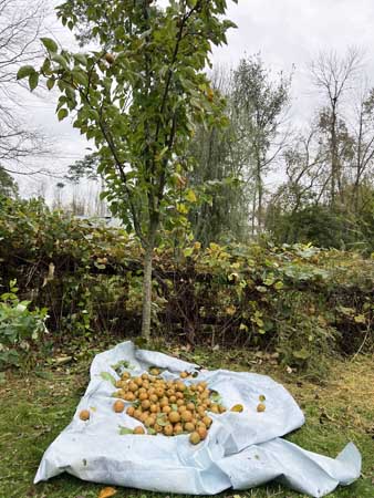 Asian pear harvest