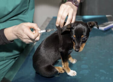 puppy getting dog vaccines