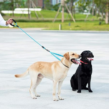 5 Game-Changing Dog Gadgets: #2 multidog leash