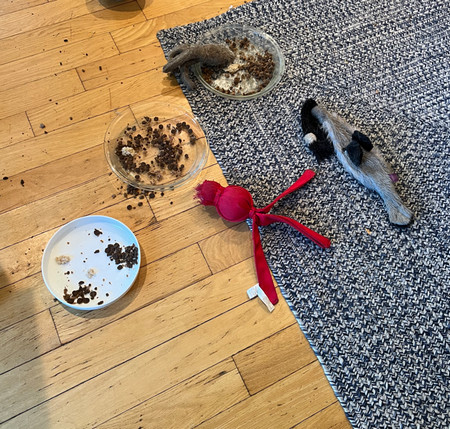 half-eaten dog food bowls and dog toys strewn about