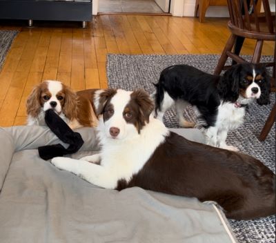 Arrow australian shepherd with 2 cavaliers