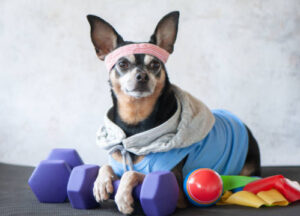 small dog dressed in a training outfit with training gear