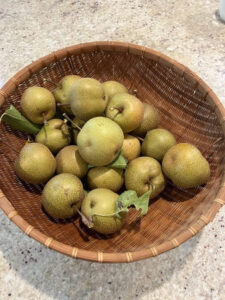 asian pears in a wicker basket