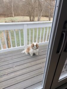 cavalier outside sitting on a deck looking in through the sliding door
