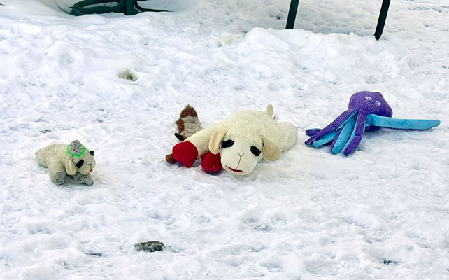 stuffed dog toys lined up in the snow