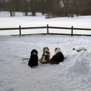 3 dogs side by side in the snow
