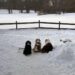 3 dogs side by side in the snow