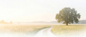 meadow with tree and path