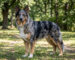 Australian Shepherd/German Shepherd mx