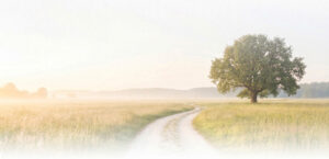 meadow with tree and path