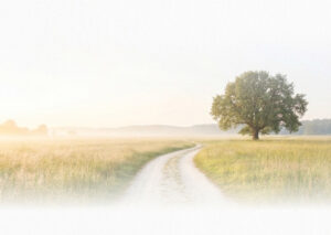 meadow with tree and path