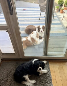 3 dogs in a row