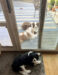 3 dogs in a row