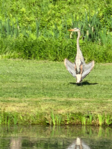 sunbathing heron near a pond