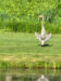 sunbathing heron near a pond