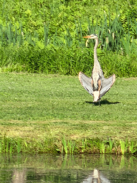 sunbathing heron near a pond