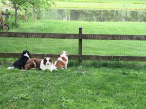 2 caveliers and an aussie sitting in the grass looking out at a pond