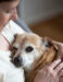 older dog snuggling against a woman