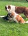 3dogs
