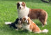 fam-dog-photo