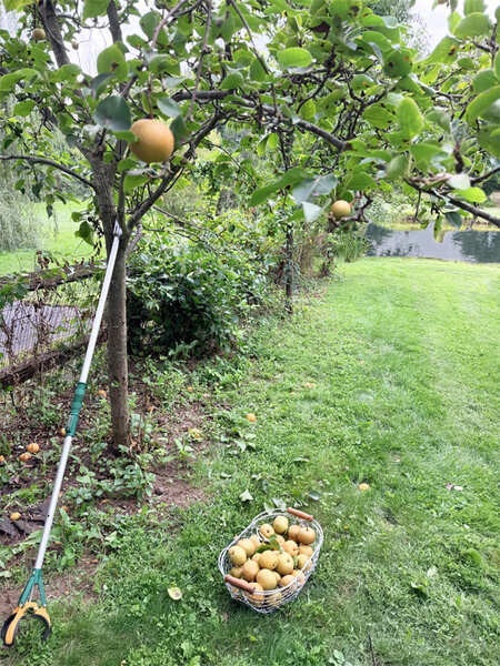 basket of asian pears under pear tree