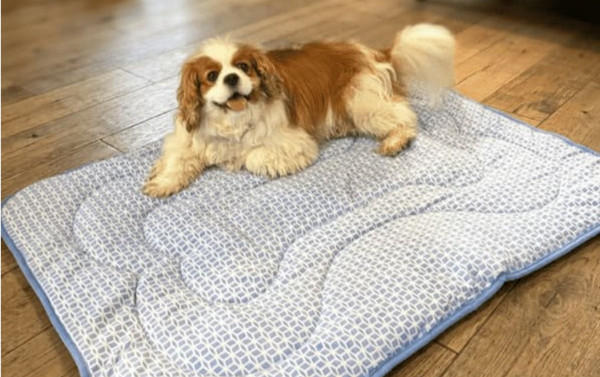 cavalier dog laying on cooling mat