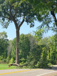 black locust tree with fallen limb