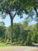 black locust tree with fallen limb