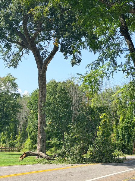 black locust tree with fallen limb